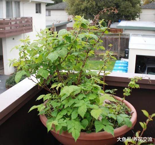 在一个大花盆里适合栽种哪些盆栽水果呢?