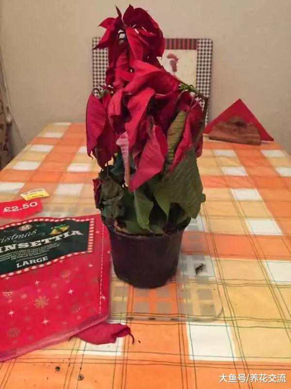 快要挂掉的一品红, 用这些技巧养一下就能重新上色