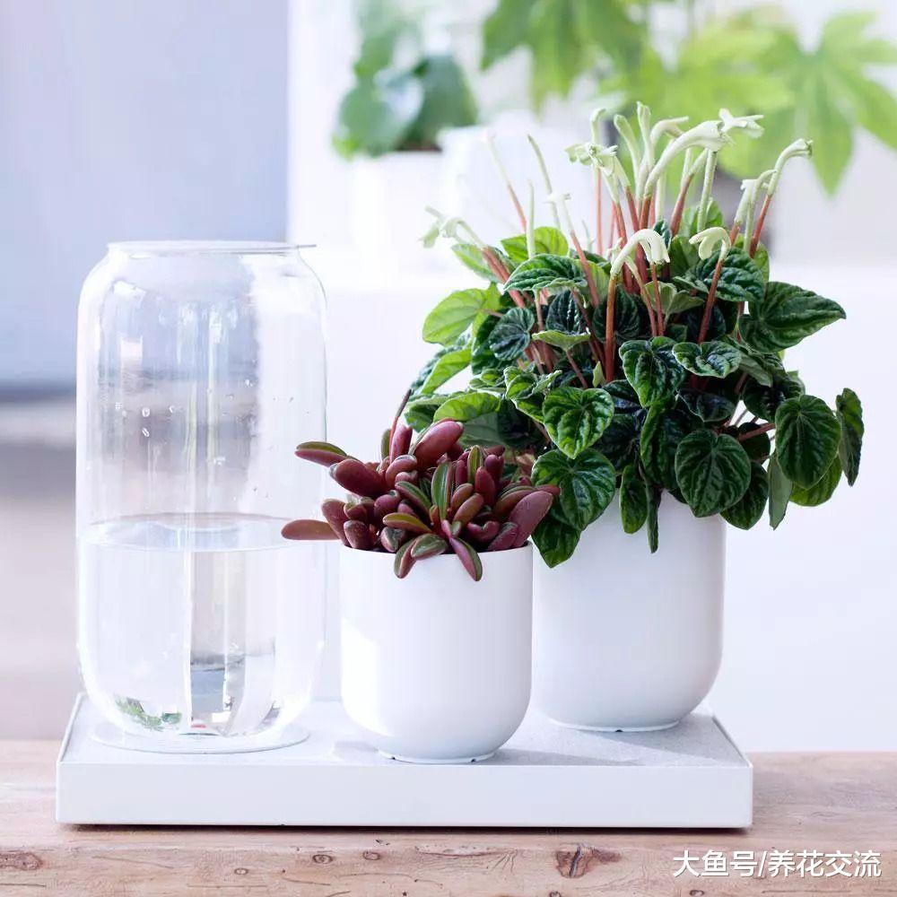 5种特别耐阴的盆栽植物, 养在桌面上也能生长旺盛