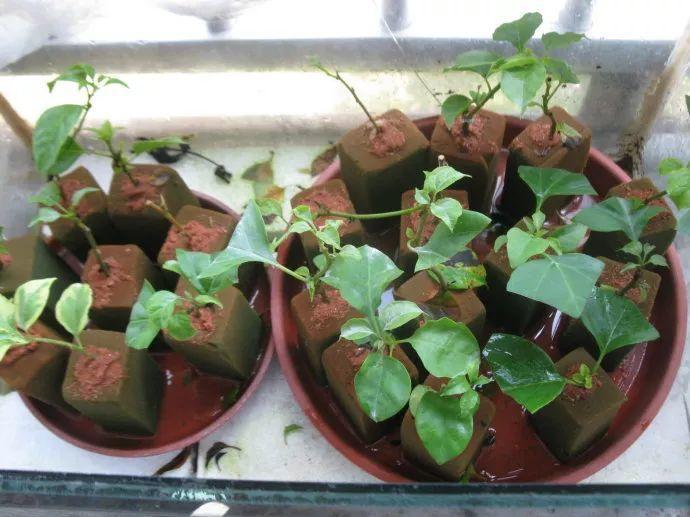 未来1个月, 这8种花插土里就活, 秋冬也能开!