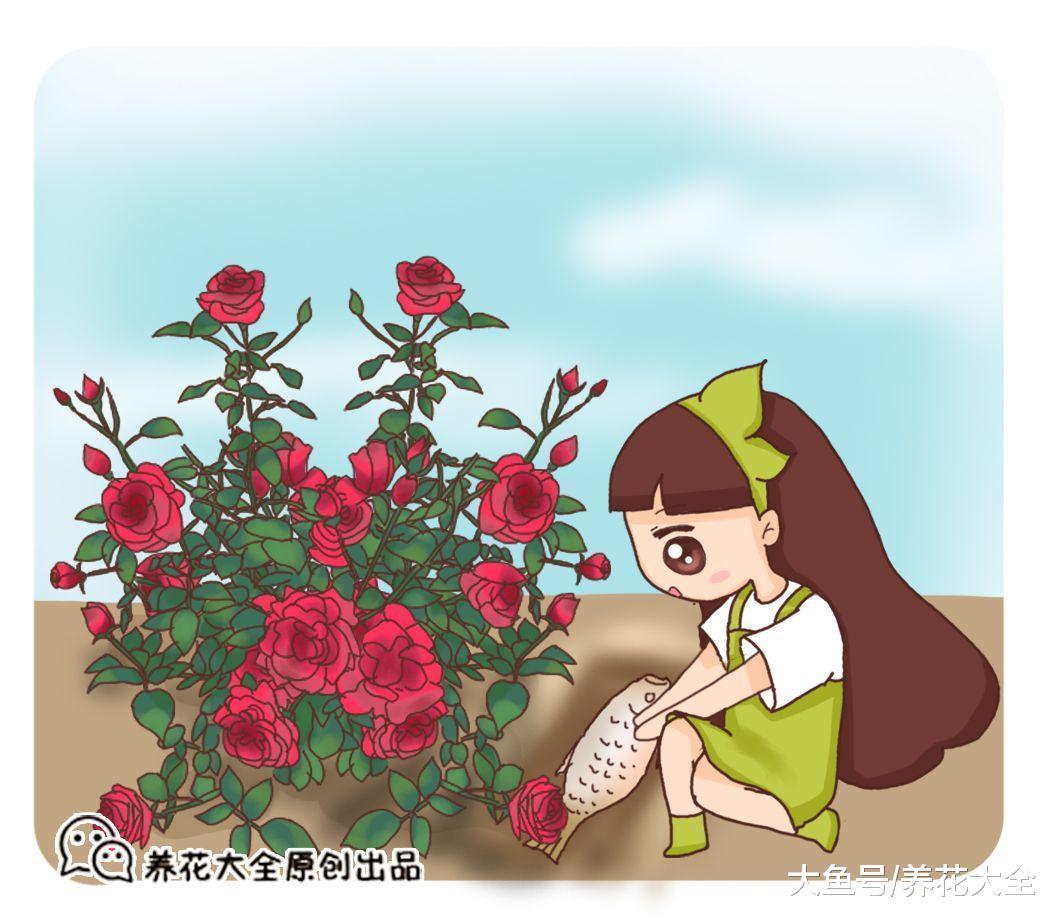 死掉的鱼别扔, 埋在月季旁边, 新枝蹭蹭冒!