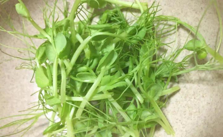 一把豆子撒瓶里, 长出豆芽撑爆瓶子, 吃都吃不完!