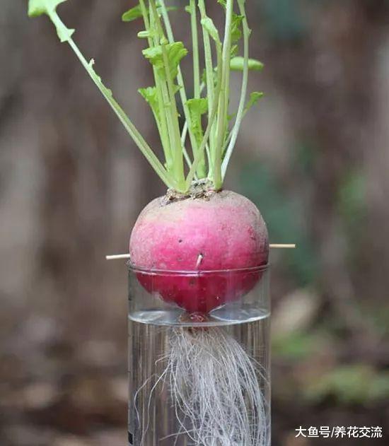 在家里就能轻松养活的15种盆栽蔬菜, 种阳台上比花卉还好看