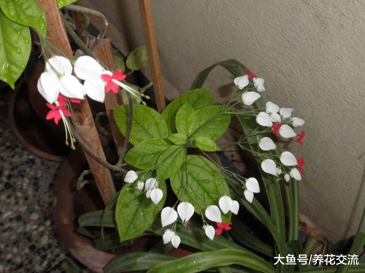 7种适合四季栽培的爬藤花卉, 特别容易生长的植物