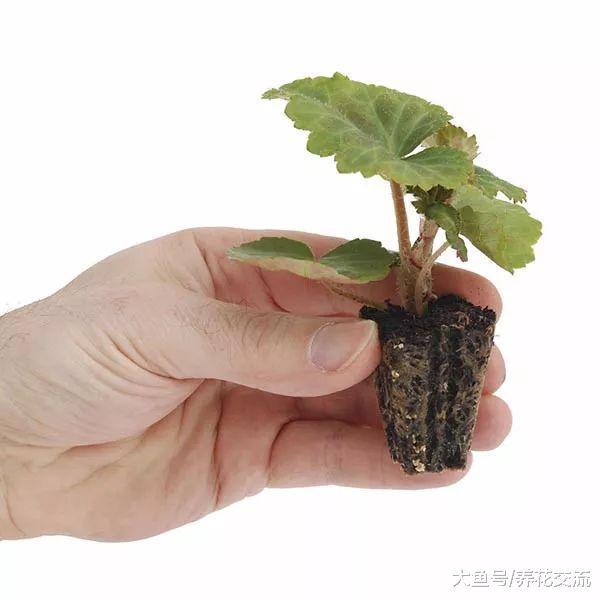 这些花卉剪下来几根枝条就能长成新的盆栽, 还能常年开花