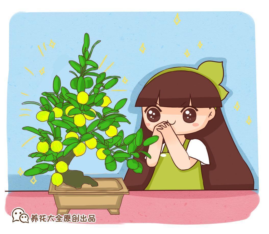 文竹茉莉冬天养家里, 不开窗的屋子也能变得空气好!