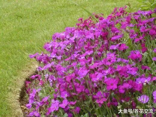 12种花朵五颜六色的夏季花卉, 种在院子里就能开花灿烂