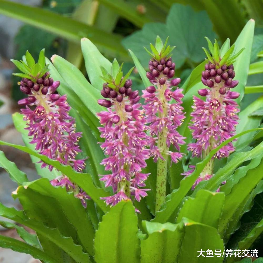 花朵一串串凤梨百合你有没有见过, 来看看清新靓丽的菠萝花