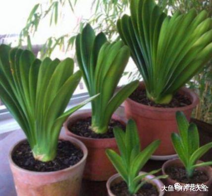 君子兰春天这么养, 一整年绿得流油, 开花爆盆不是事儿!