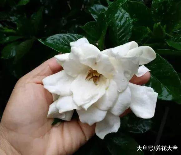 好看又好养, 最主要的是比香水还好闻, 把它们养在家里天天都是好心情!
