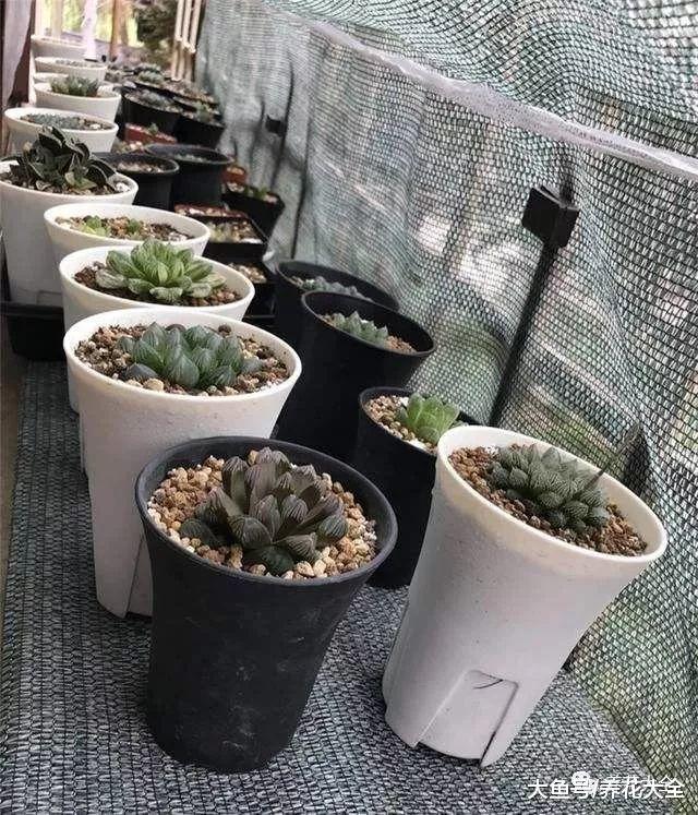 不想你的多肉挂掉, 那就避开这几点, 让它安全度夏!