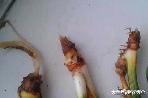 虎皮兰又烂根了? 放在水里泡一下, 很快就能长出新根!
