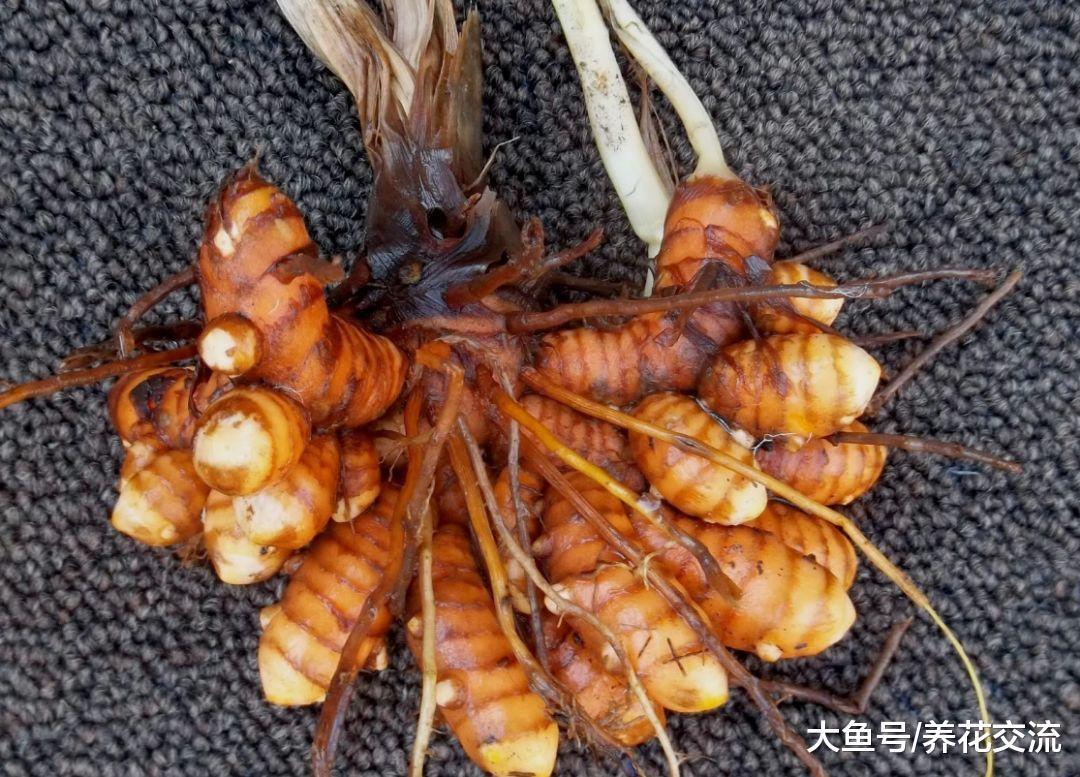 对健康有益的姜黄, 没想到还这么容易养护, 开出荷花一般的小花