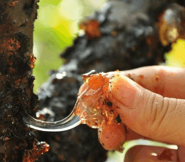 吃猪脚养颜防老? 女人常吃这几种排毒养颜食物, 让肌肤重回年轻