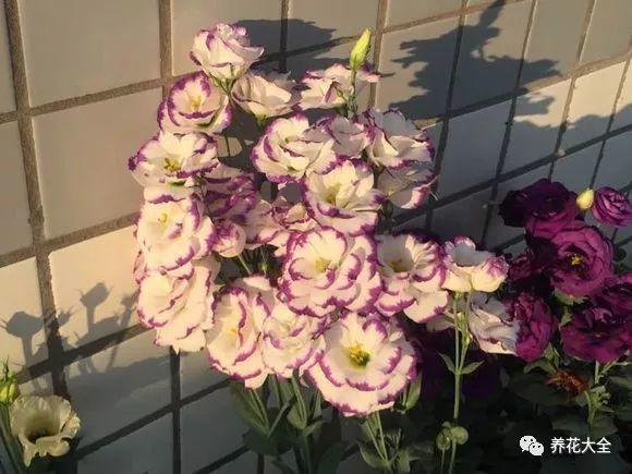 夏天就养这种花, 长得饱满像包子, 比月季还好看!