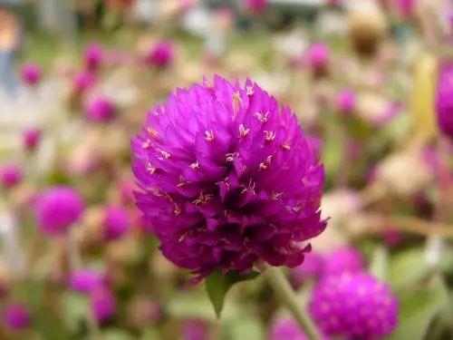 这种植物可以从火热的夏天开到寒冷的冬夜, 养一盆温暖人心!