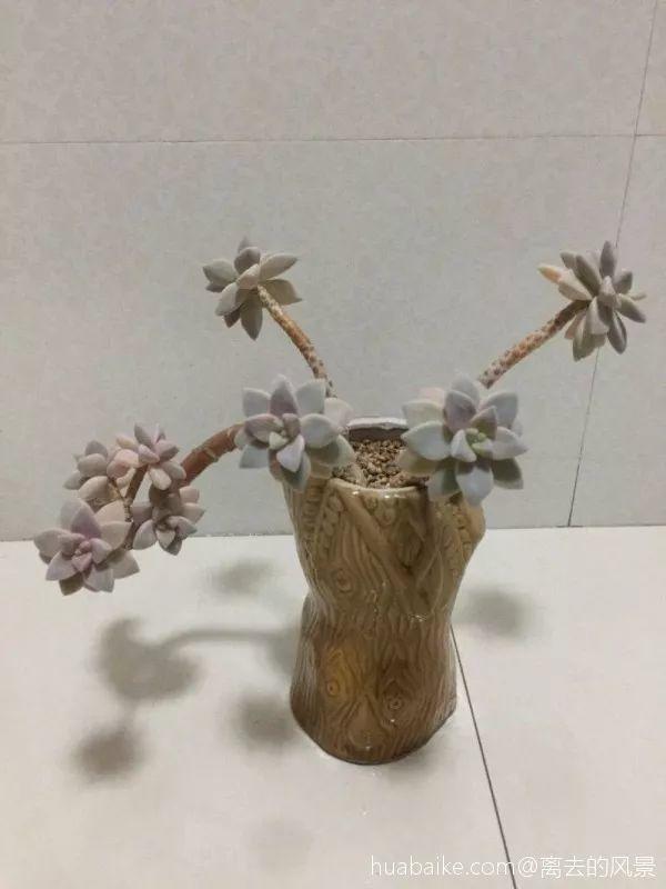 家里的酒瓶别浪费, 直接拿来养多肉, 比买的还要好看!