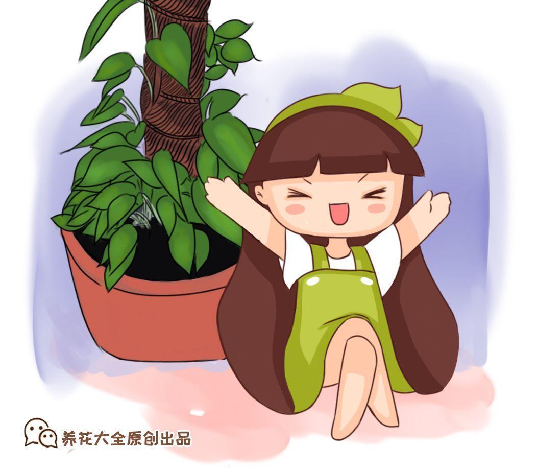 绿萝绑根绳, 一口气窜3米, 叶子比脸还大!
