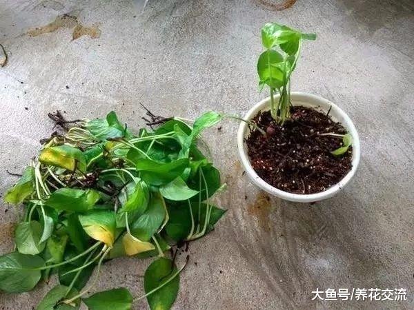 养绿萝出现茎叶发黑腐烂的状况这样处理, 轻松得到新的盆栽