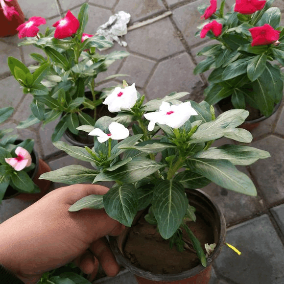 长春花一摘芽, 三枝可以变五枝, 花开的能挡叶!
