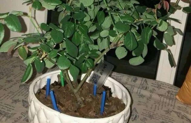 老花农给的偏方: 几根吸管插土里, 就能解决盆栽烂根、黄叶