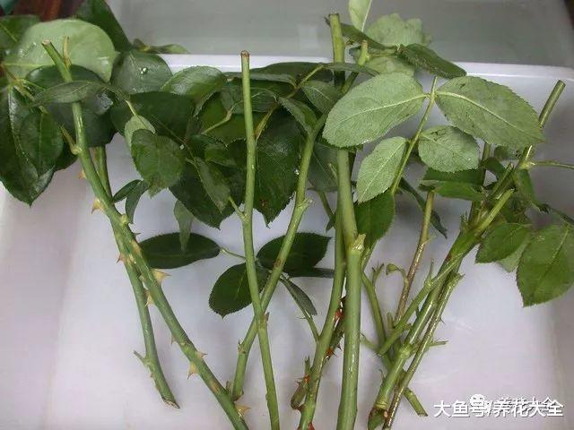 这5种花别在花钱买了, 学会扦插, 一盆变多盆!