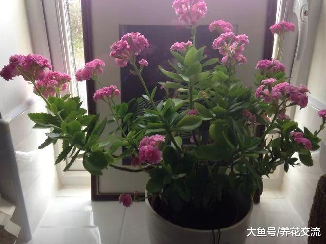 夏天家里的盆栽长寿花出现叶子萎蔫的状况, 为啥不能直接喷水?