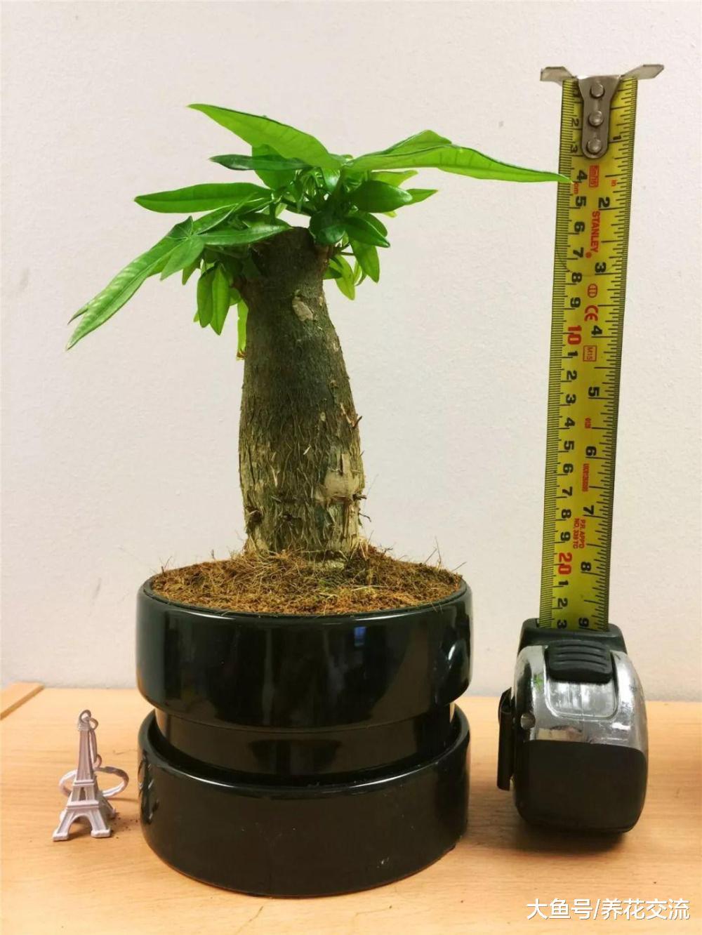 特别容易生长的发财树, 在室内低光照的环境下也能生长旺盛