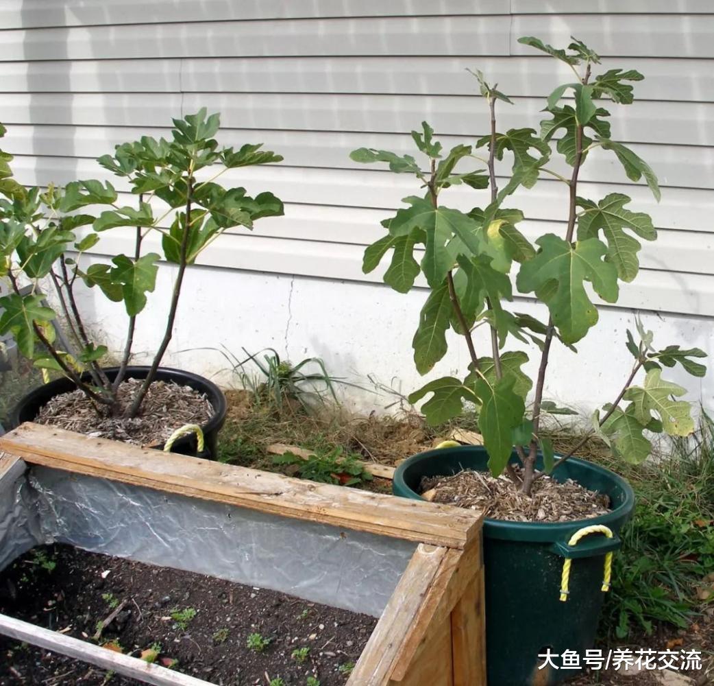 如何在阳台上促进盆栽无花果生长旺盛, 促进结果的技巧
