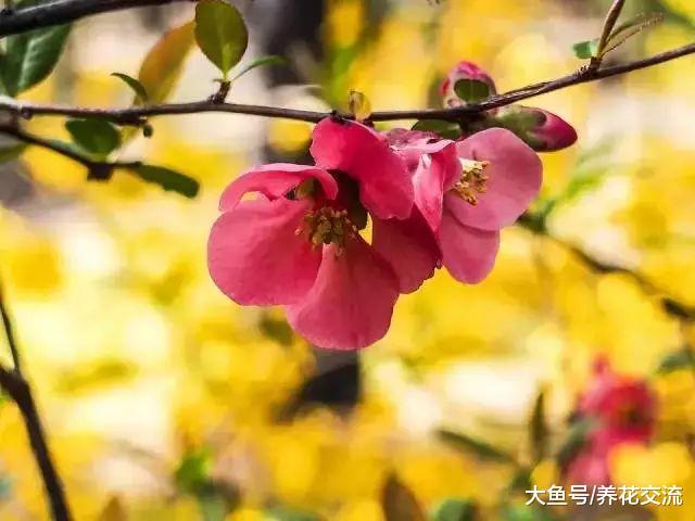 这些开花特别灿烂的开花灌木特别适合养院子里, 种一棵就满园喷香