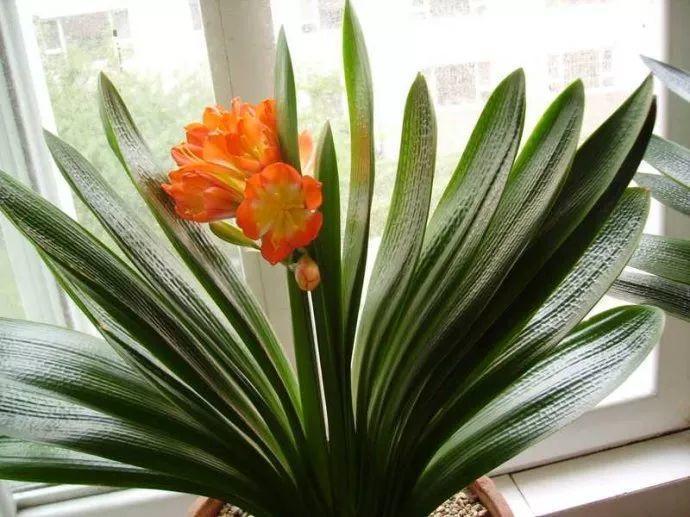 给花喝点神仙水, 叶子油绿花爆开, 比啥肥料都管用!