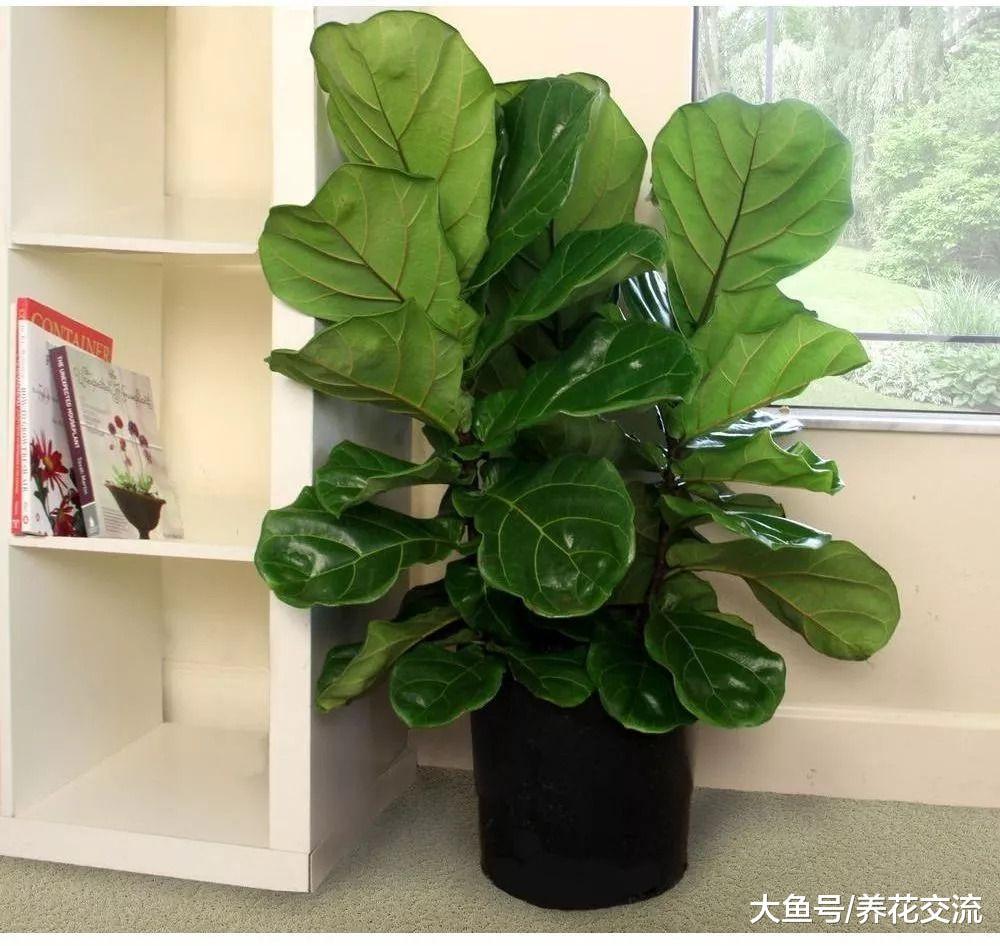 盆栽的琴叶榕叶子经常长黑斑, 很有可能是这5点没有做好