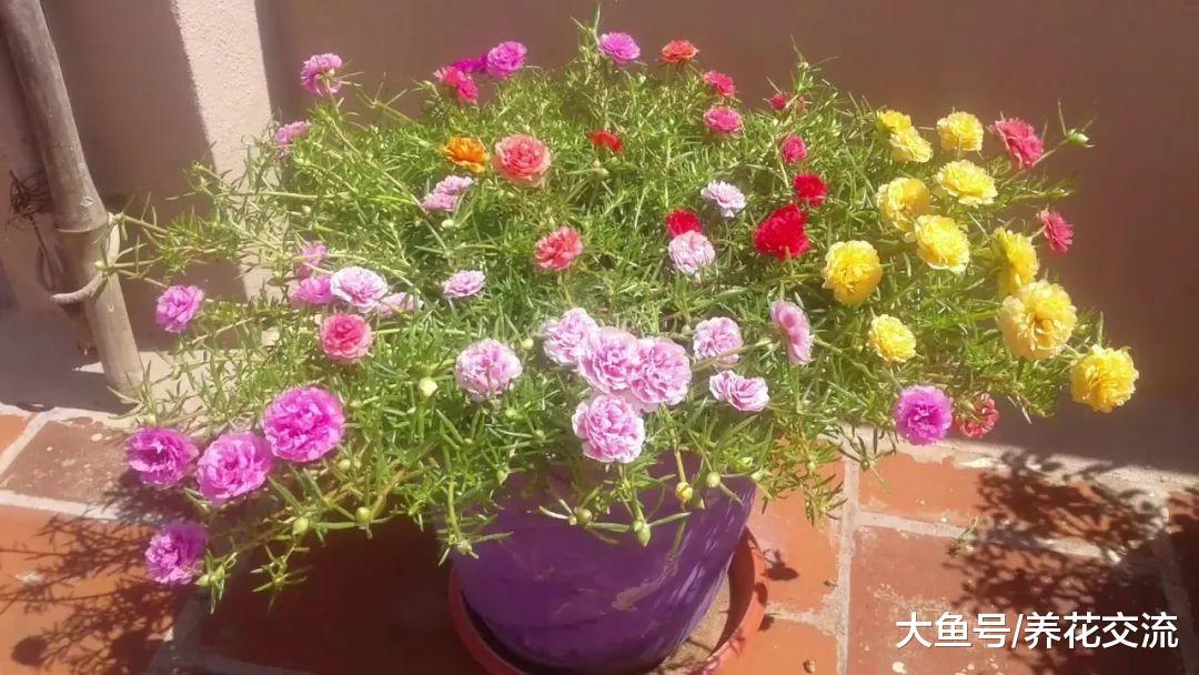 花朵长得像牡丹一般的四季开花植物, 还有比它更好养的植物么