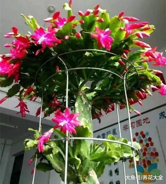 蟹爪兰这么嫁接, 一看就学会, 花量暴增不烂根!