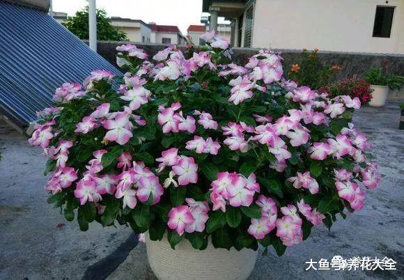 想要花开满盆? 那就做到这几点, 花期还能延长半个月!