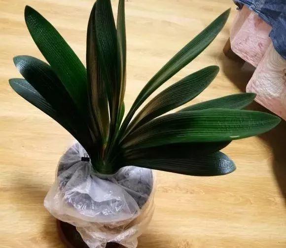 她给花吃了点冰块, 花苞竟往疯里冒, 刹不住闸了!