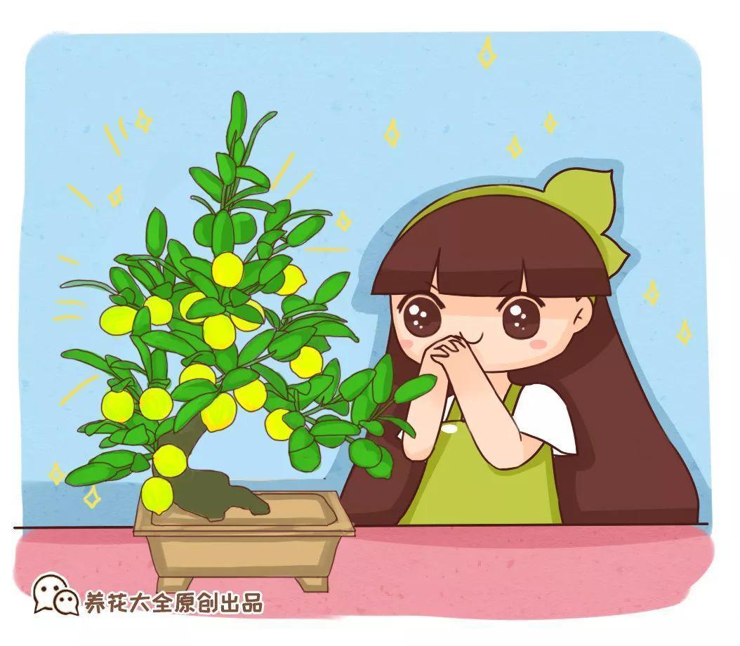 细菌最怕这种花, 养1盆杀菌消毒, 空气清新少生病!