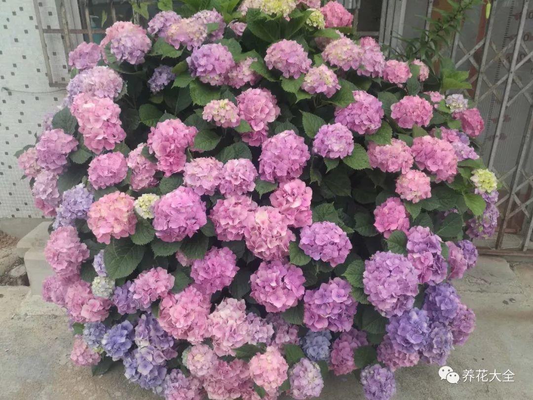夏天养绣球花, 跟着大神学, 养成一米的大花球!