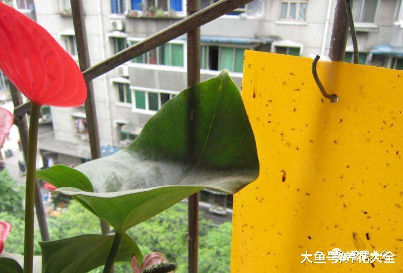 家里的花容易招虫? 那就喷点这个, 杀虫剂不用买!