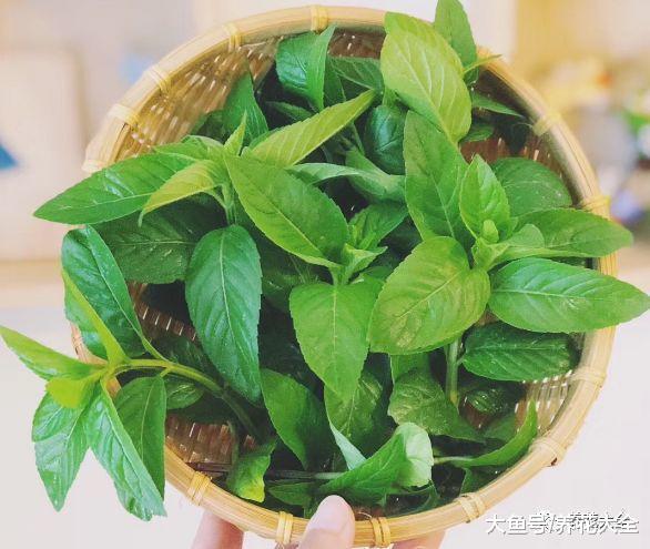 夏天大家都喜欢种薄荷, 你家种的是哪种?