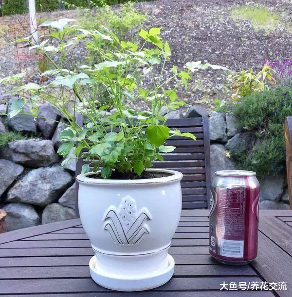可以保持叶片常年翠绿的幸福树, 养客厅就能保持旺盛的生长状态