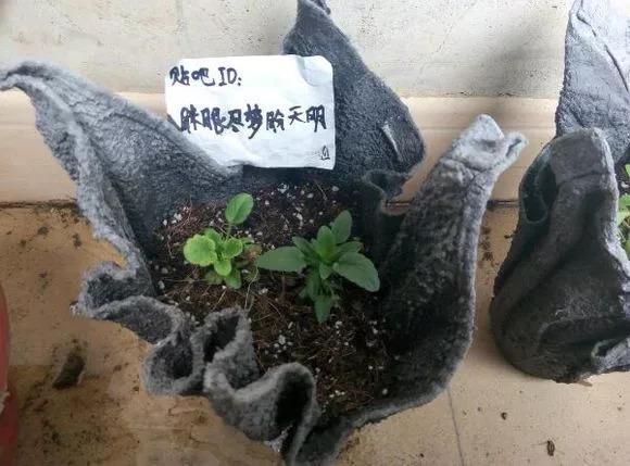 毛巾也能变花盆, 拼的就是脑洞, 不服不行! 还在买花盆?