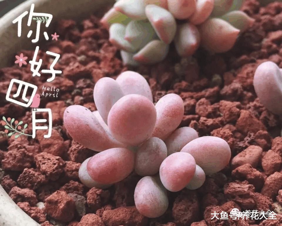 春天就养这18种多肉, 财运福运桃花运好运爆
