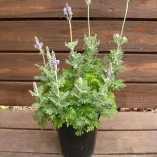 原来扦插薰衣草这么简单! 再也用不着为了买种子花钱了!