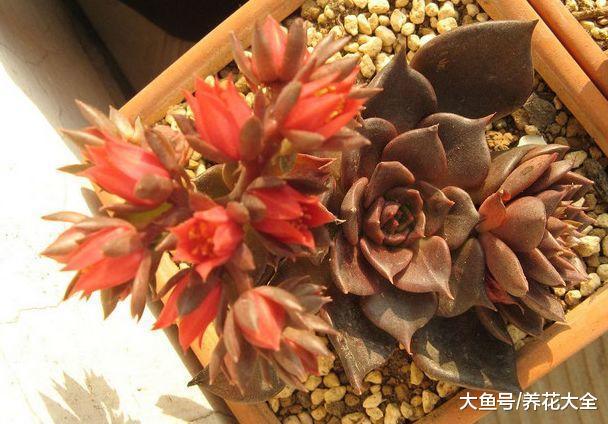 多肉铜钱草开花后赶紧剪, 否则立马死翘翘了!