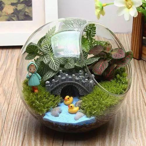 养了这么久苔藓植物的你, 知道苔藓植物为什么要养在玻璃罩瓶子里吗