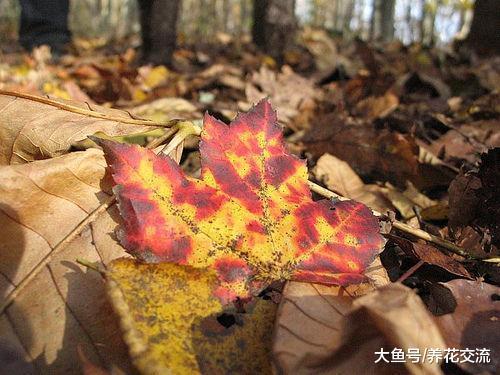 学会在任何的土壤中添加这些废弃的材料, 给植物花卉补充很多营养