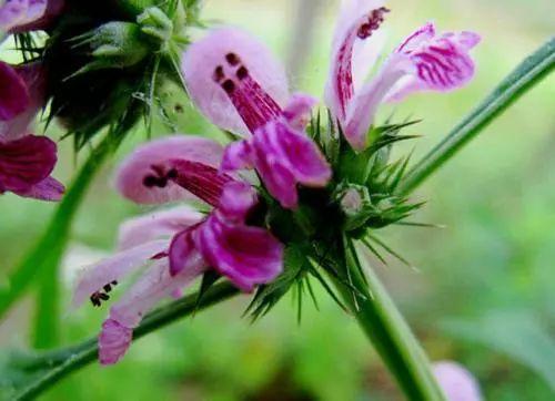 这些童年经常看到的植物, 长大了才发现原来是这么的了不得!