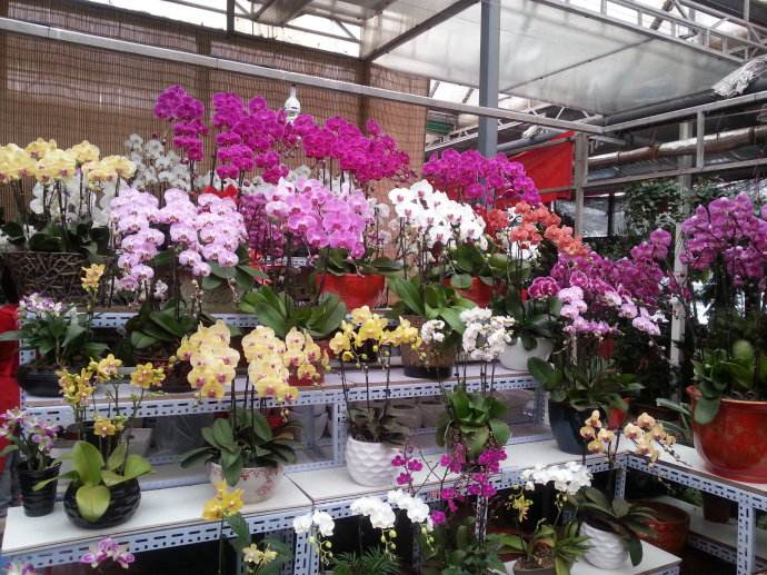 老花匠支招, 花卉市场买花这“3种”不能要, 回家养不活!