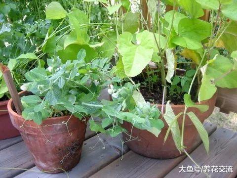 5种适合栽种在小空间的盆栽蔬菜, 在阳台上就能种出一片菜园